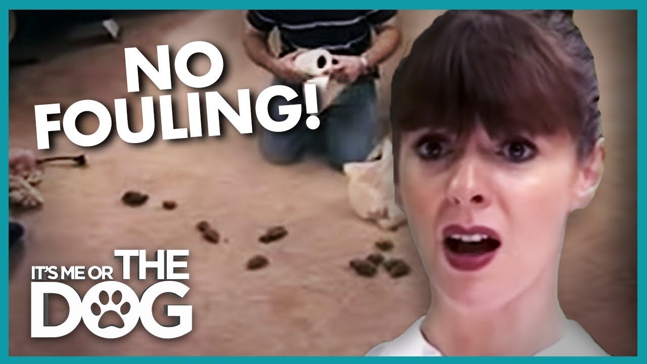 Video Great Dane Can't Stop Pooping on the Carpet